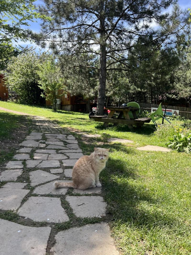 Nesilce Tatil Koyu