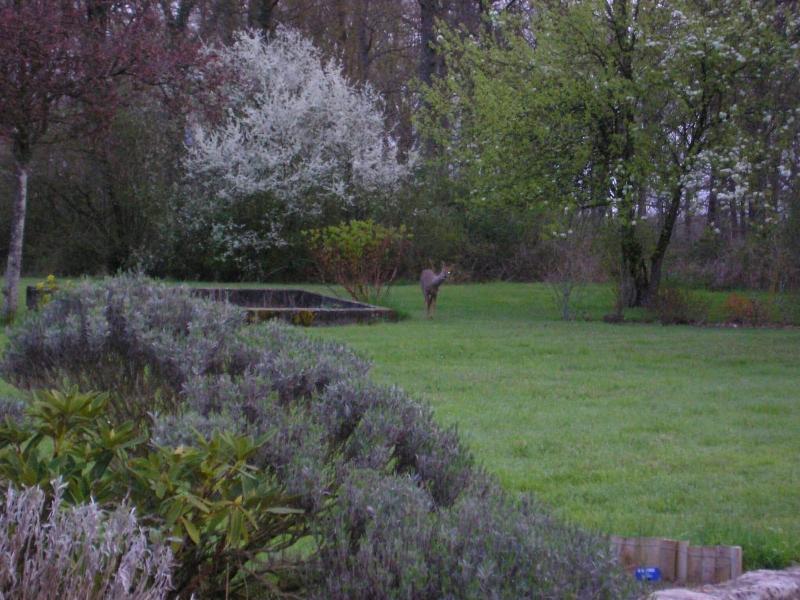 Les Sapins image