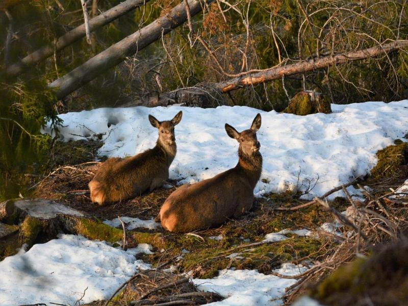 Voss Lodge Rongastovo