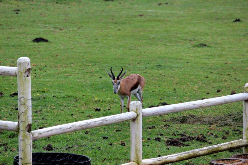 Assegaaibosch Country Lodge