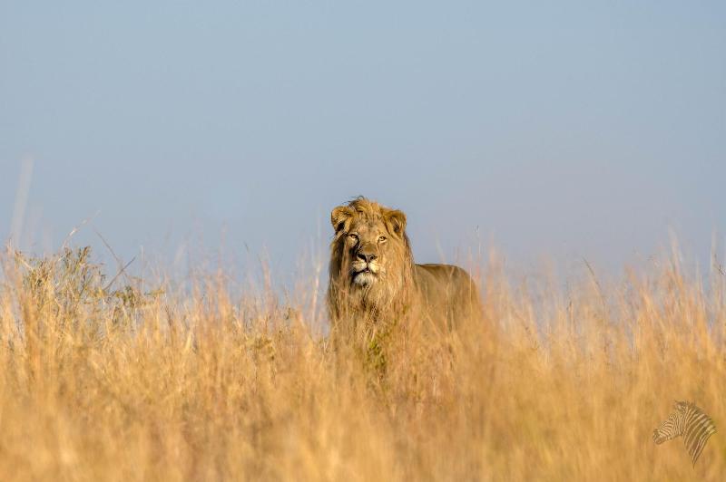 Ikhaya Lamadube Game Lodge image