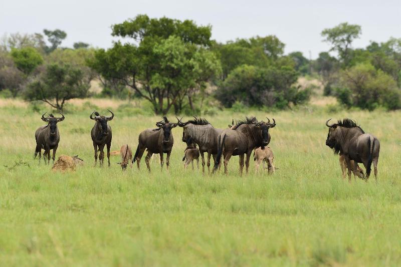 Ikhaya Lamadube Game Lodge image