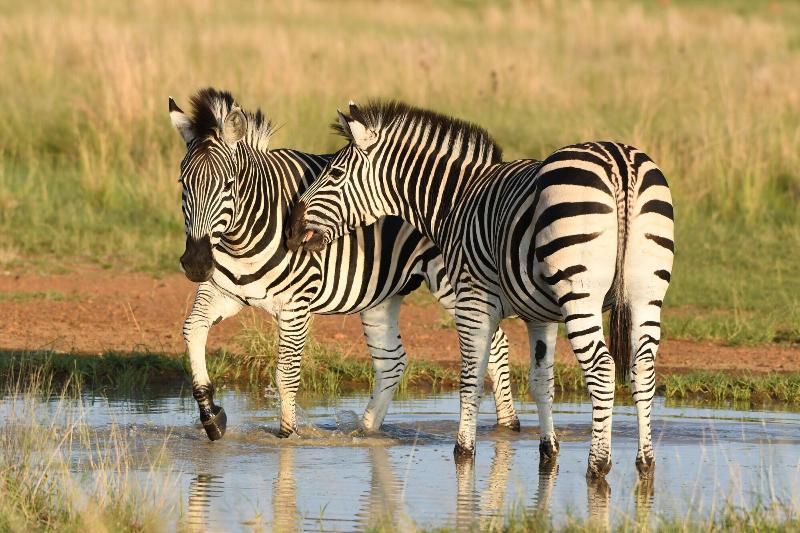 Ikhaya Lamadube Game Lodge image