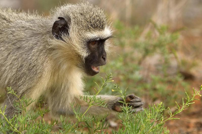 Ikhaya Lamadube Game Lodge image