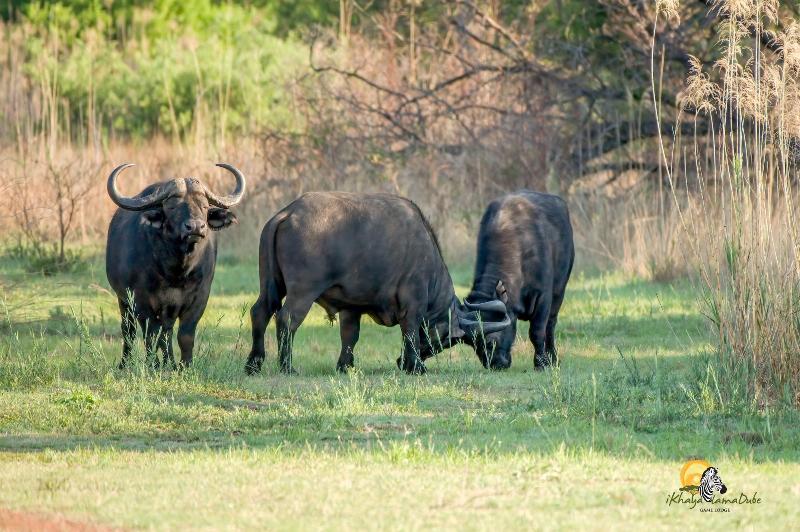 Ikhaya Lamadube Game Lodge image