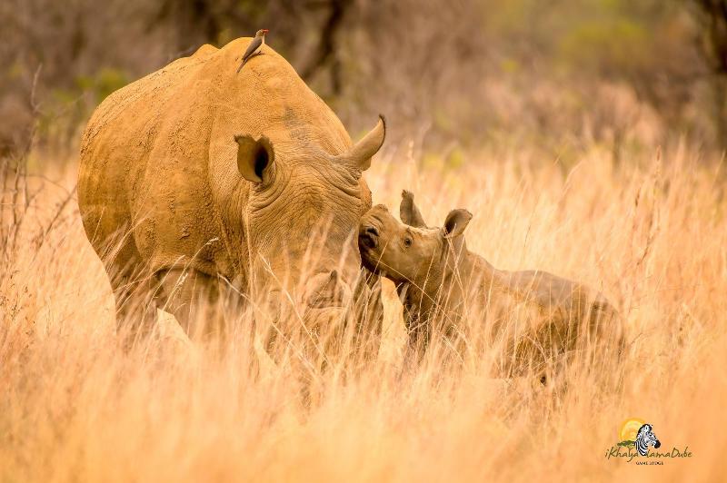 Ikhaya Lamadube Game Lodge image