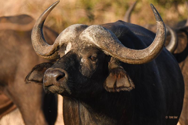 Ikhaya Lamadube Game Lodge image