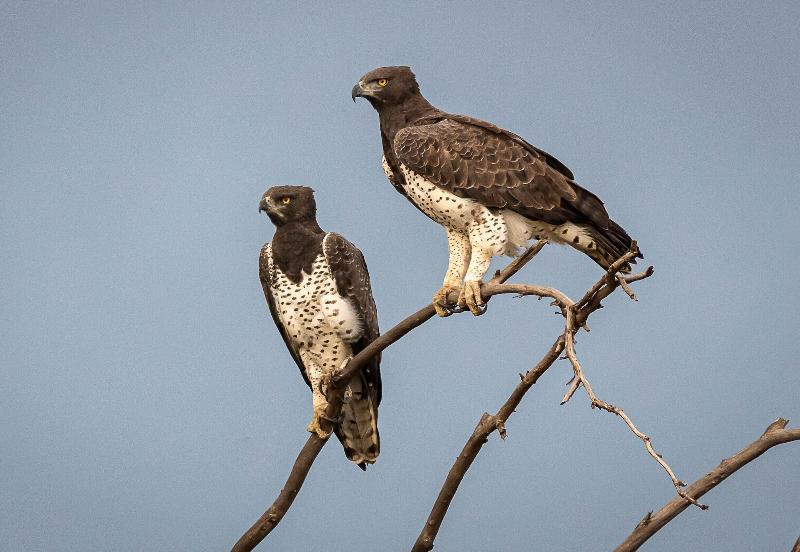 Ikhaya Lamadube Game Lodge image