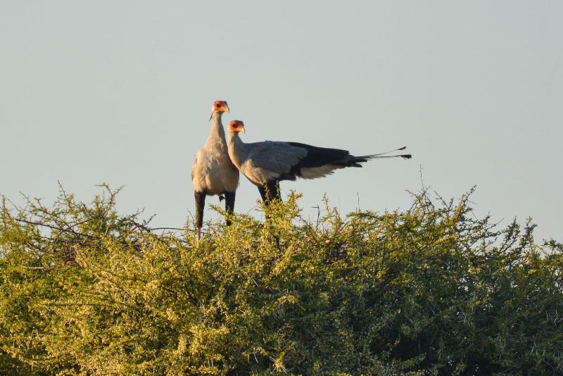 Ikhaya Lamadube Game Lodge image