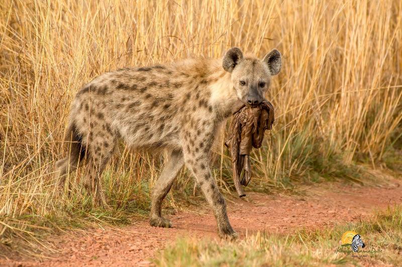 Ikhaya Lamadube Game Lodge image