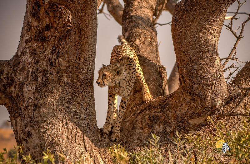 Ikhaya Lamadube Game Lodge image