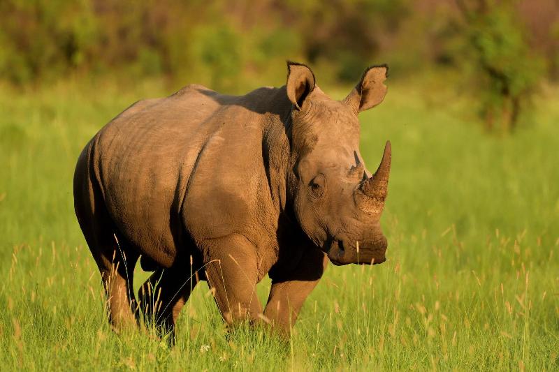 Ikhaya Lamadube Game Lodge image