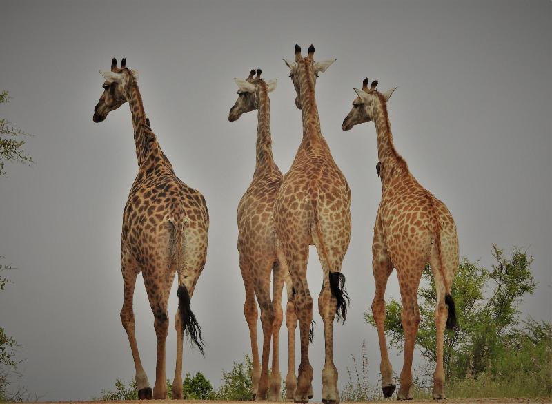 Ikhaya Lamadube Game Lodge image