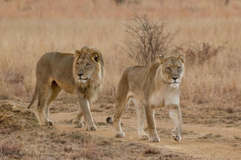 Ikhaya Lamadube Game Lodge image