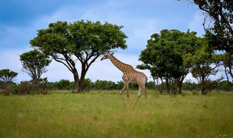 Ikhaya Lamadube Game Lodge image