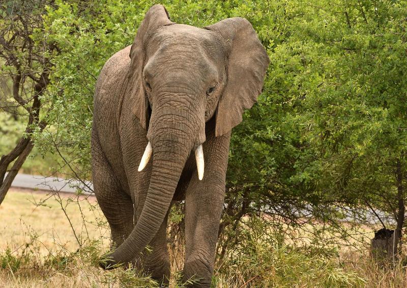 Ikhaya Lamadube Game Lodge image
