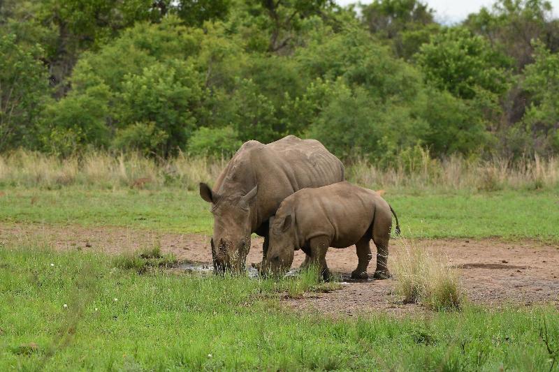 Ikhaya Lamadube Game Lodge image