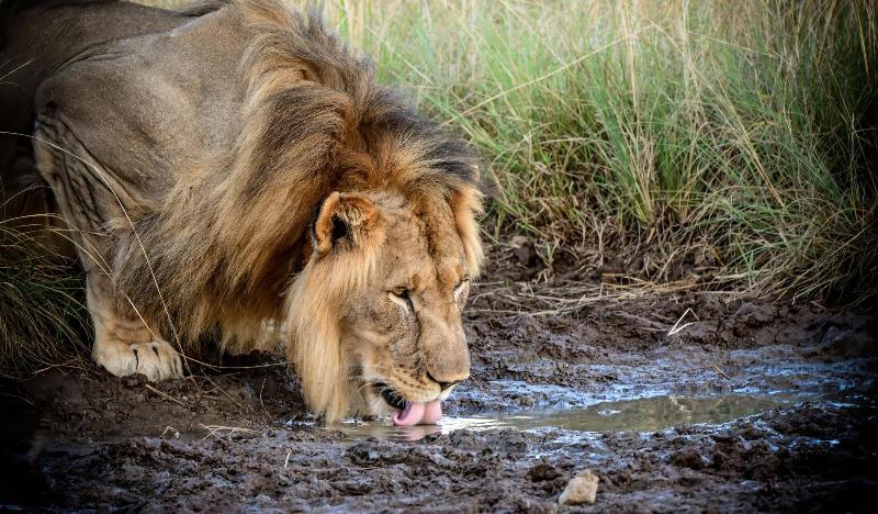 Ikhaya Lamadube Game Lodge image