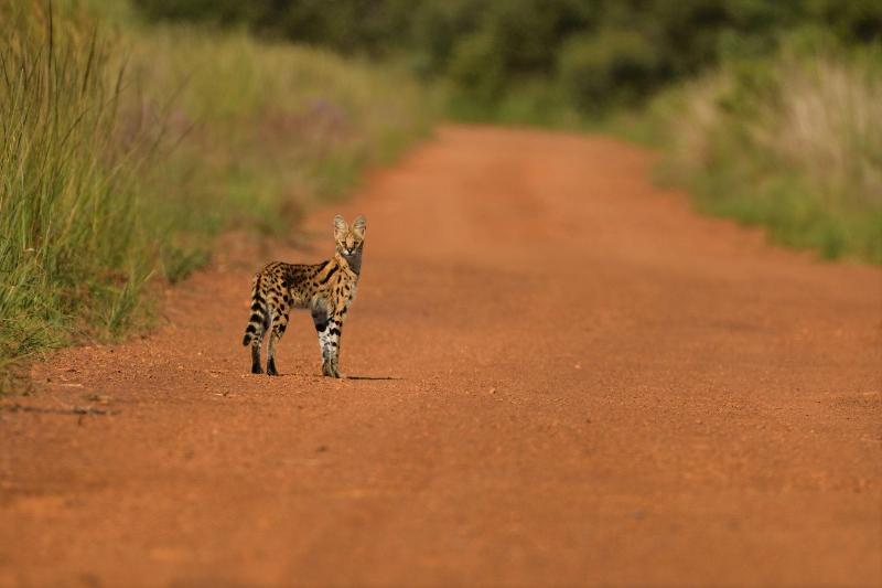 Ikhaya Lamadube Game Lodge image