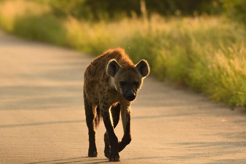 Ikhaya Lamadube Game Lodge image