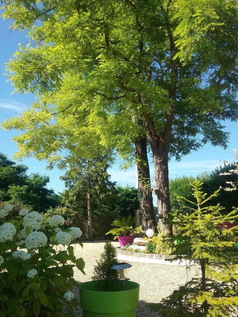 Les Acacias image