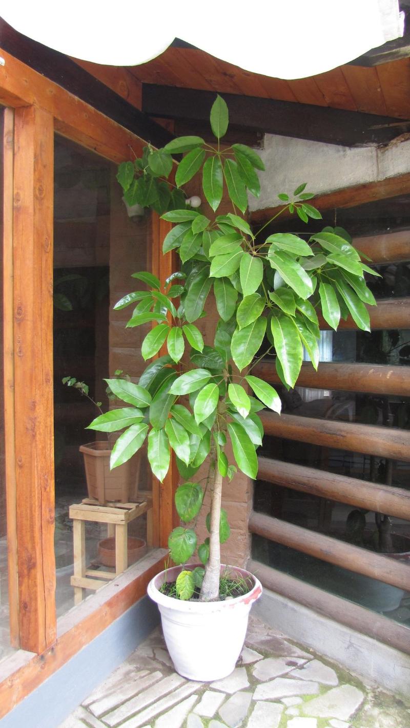 Casa 929 image