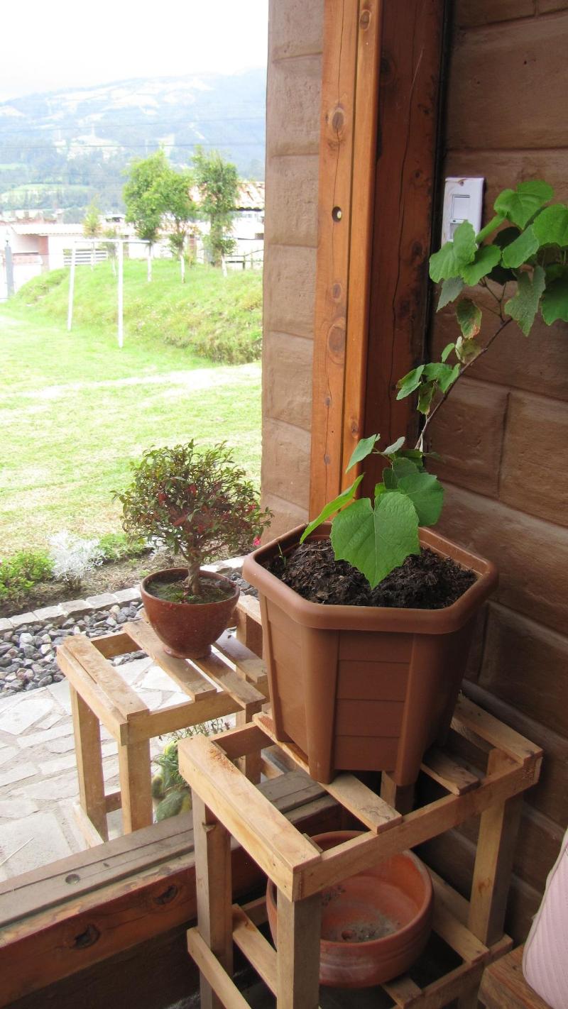 Casa 929 image