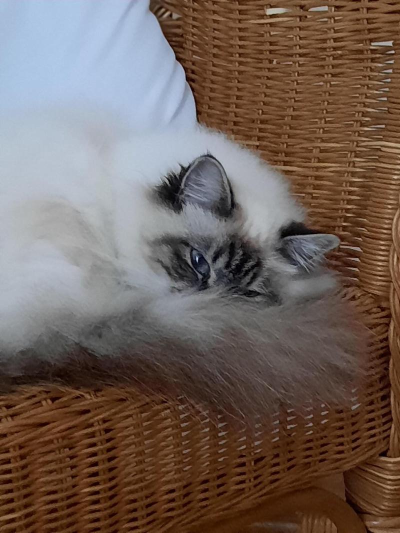 L'instant Bleu image