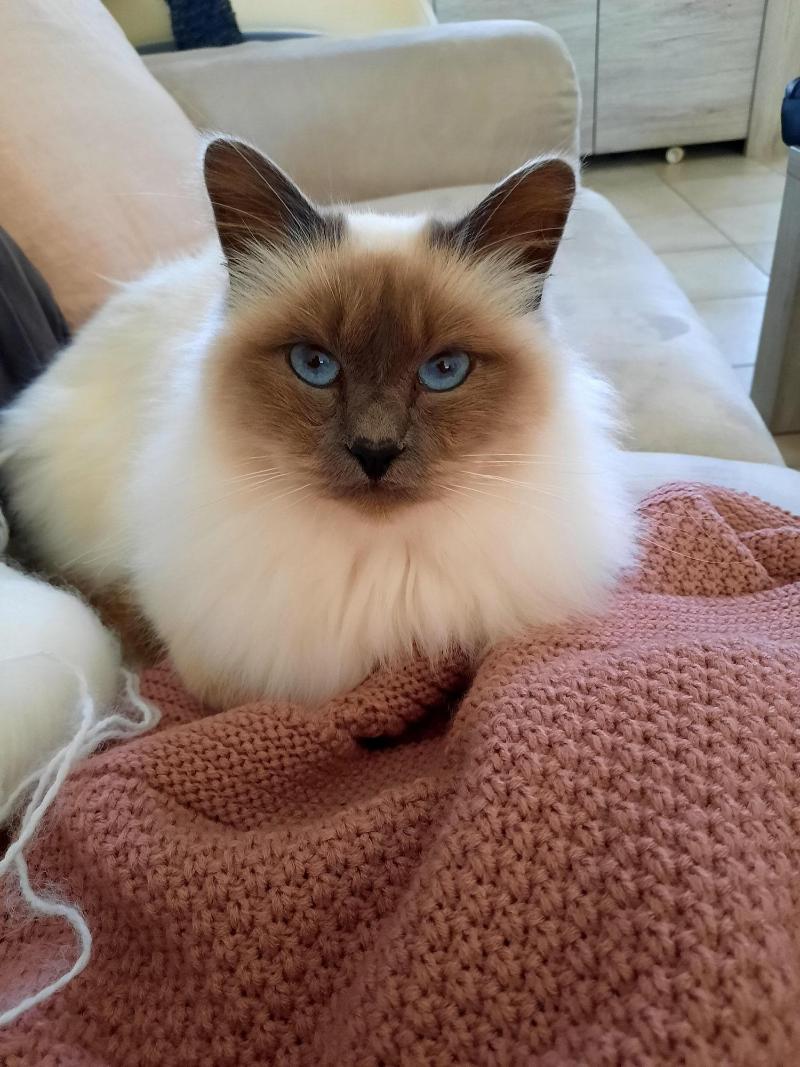 L'instant Bleu image