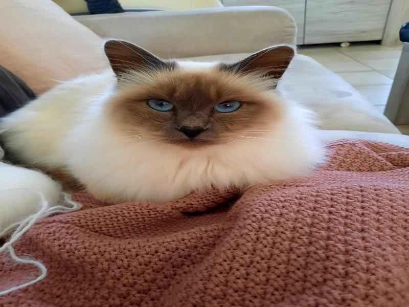 L'instant Bleu image