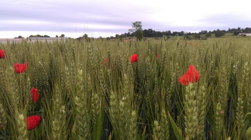 Domaine d' Arcalis image