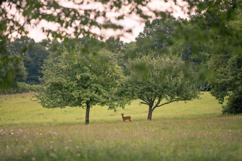 Domaine Des Etangs image