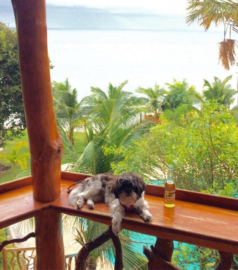 Kalachuchi Beach Resort image