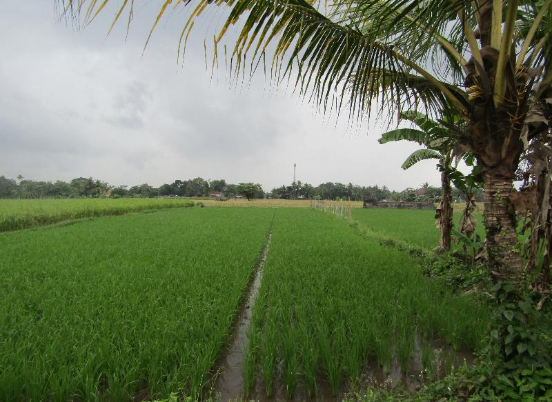 Omah View Sawah by ZUZU