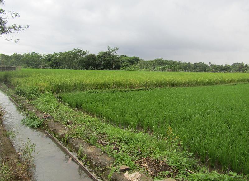 Omah View Sawah by ZUZU