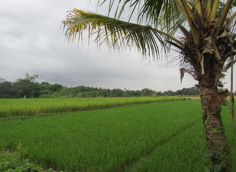 Omah View Sawah by ZUZU