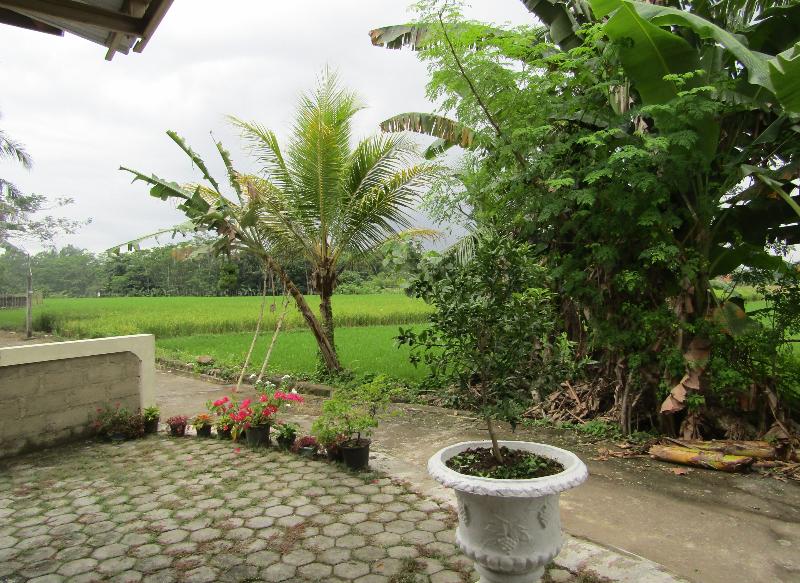Omah View Sawah by ZUZU