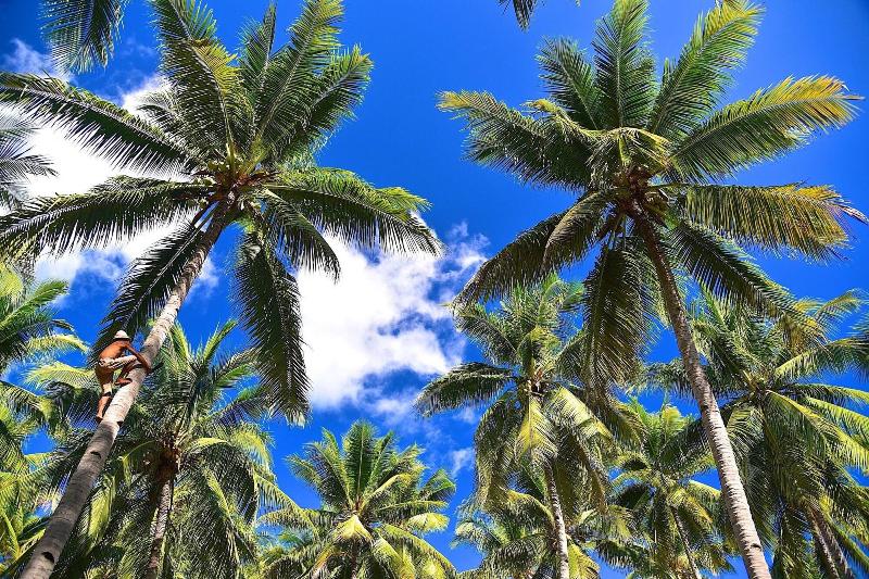Coconut Garden Beach Resort image