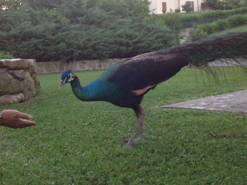 B&B da Ronald...a Pian del Papa image
