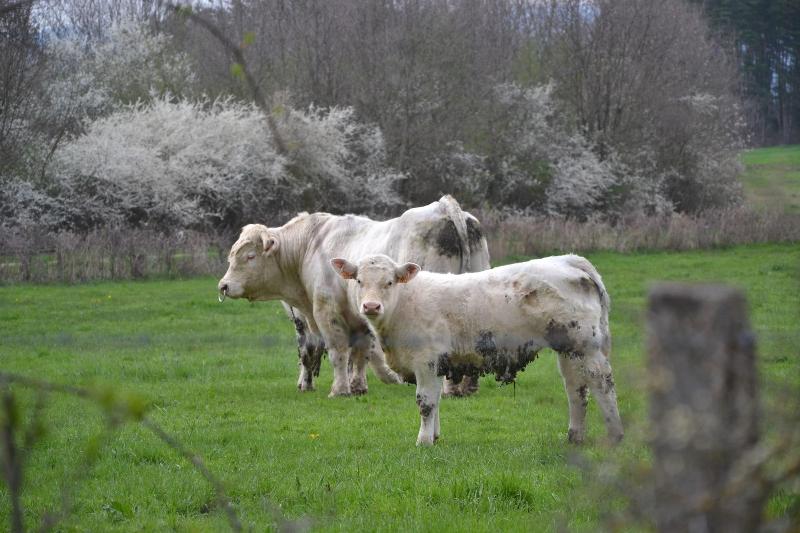 Domaine La Reveille image