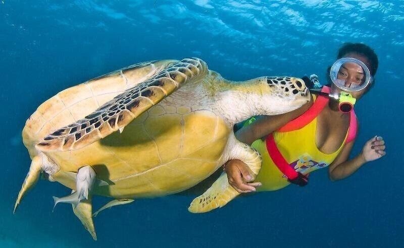 Turtle Cove Island Resort image