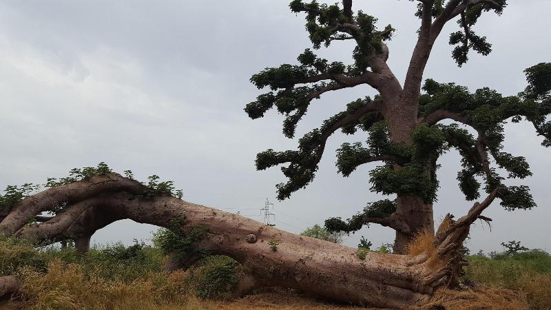 Baobab Soleil image