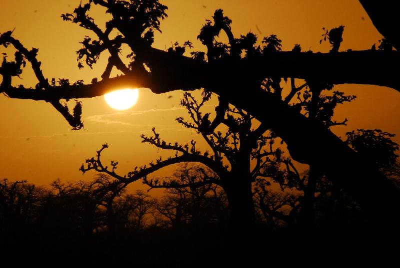 Baobab Soleil image