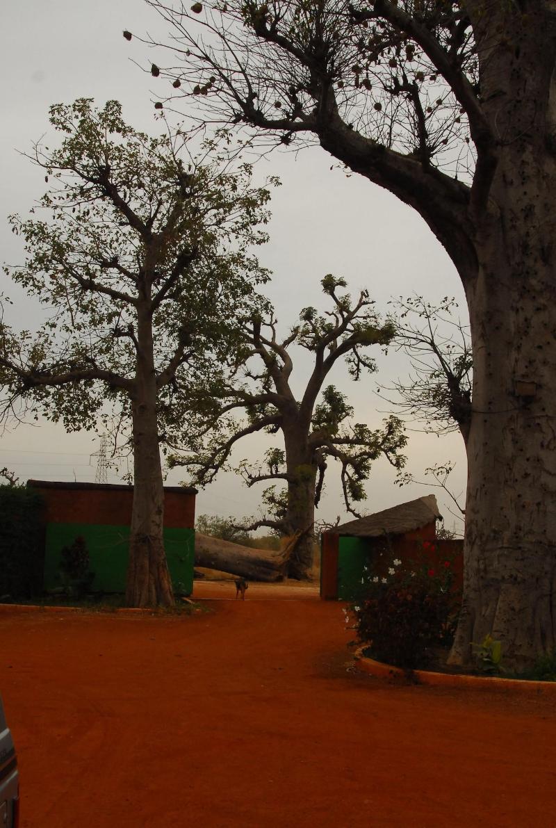 Baobab Soleil image