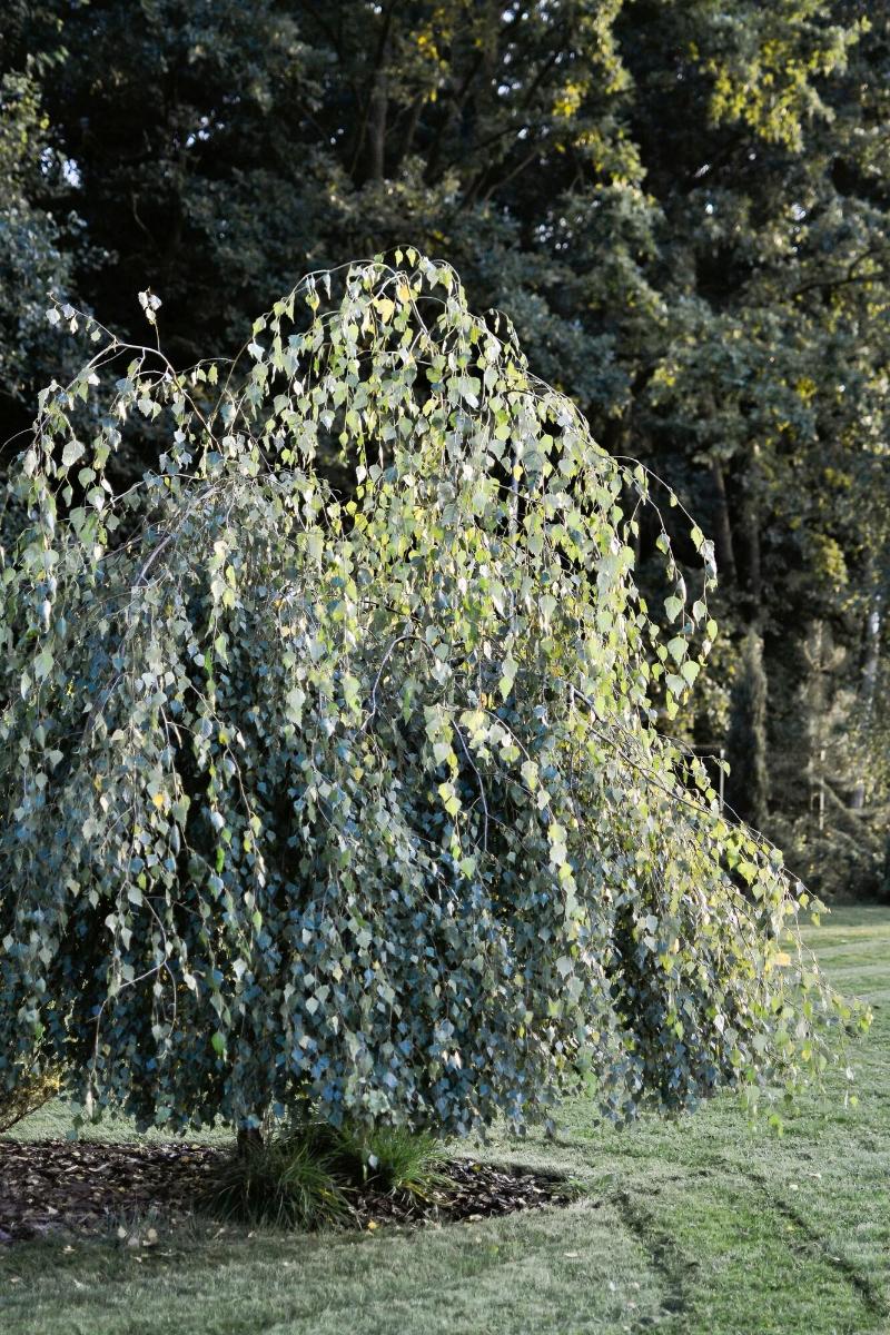 Eco Nieborów
