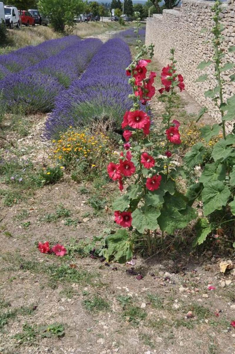 Le Petit Labouret image