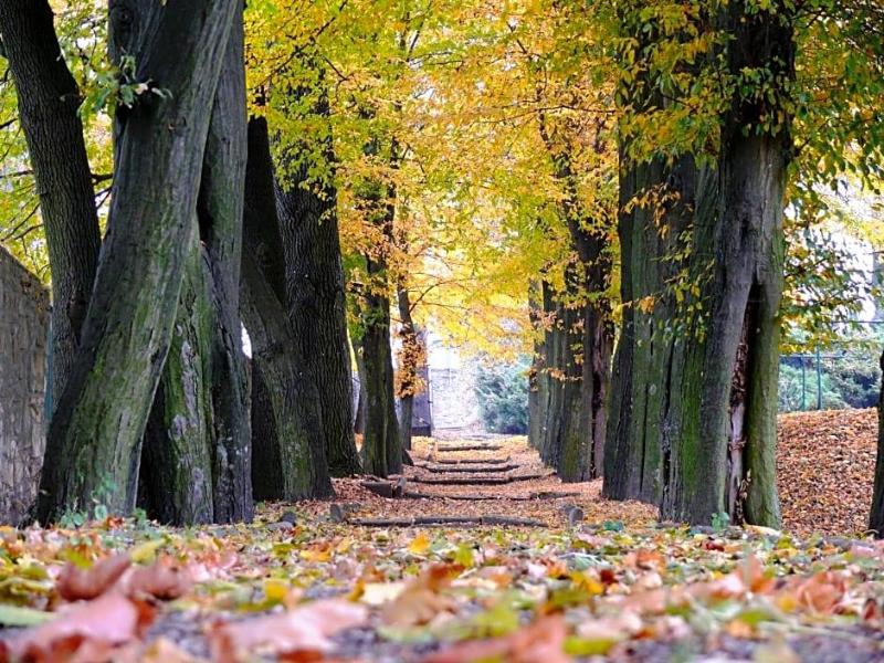 Dwór Zbożenna image
