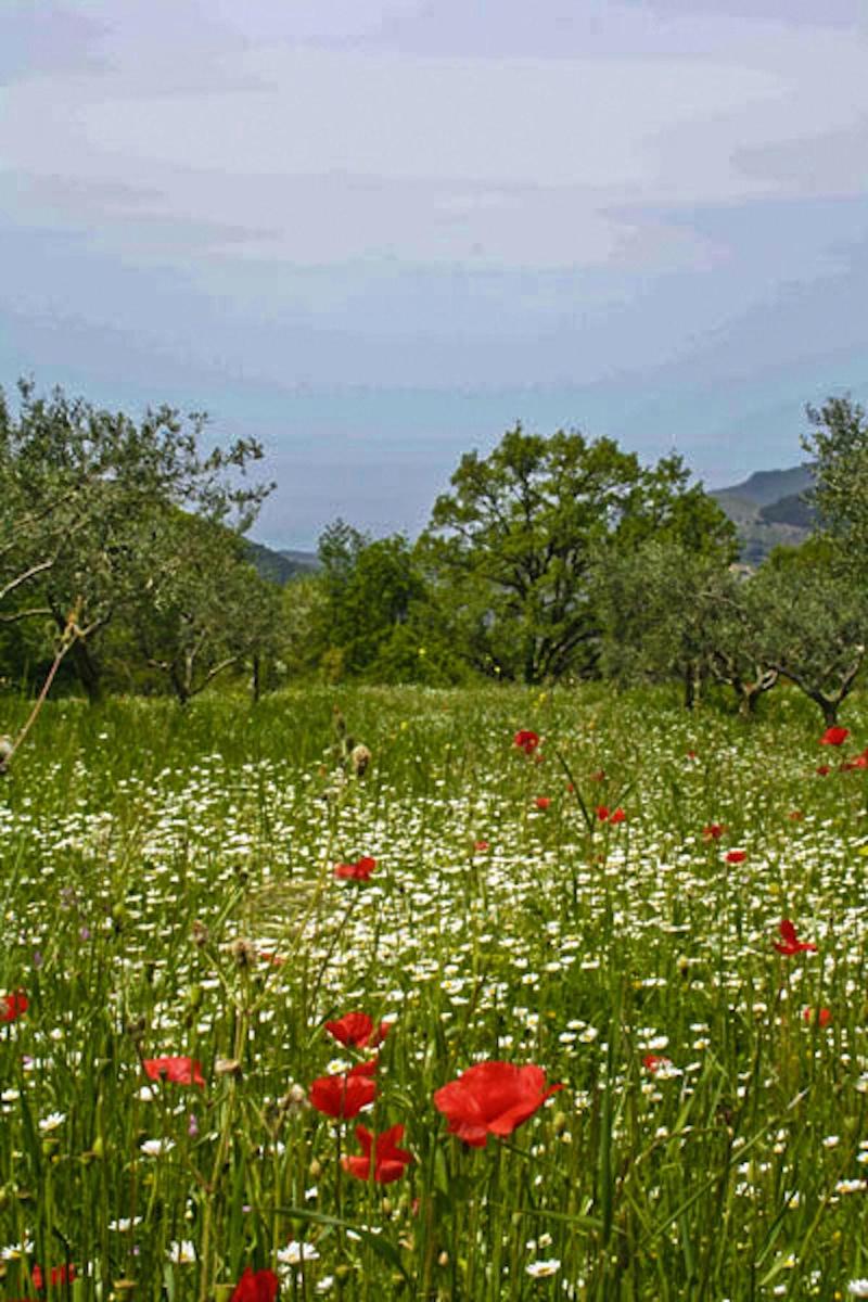 Agriturismo Terrerosse Di Massadita image