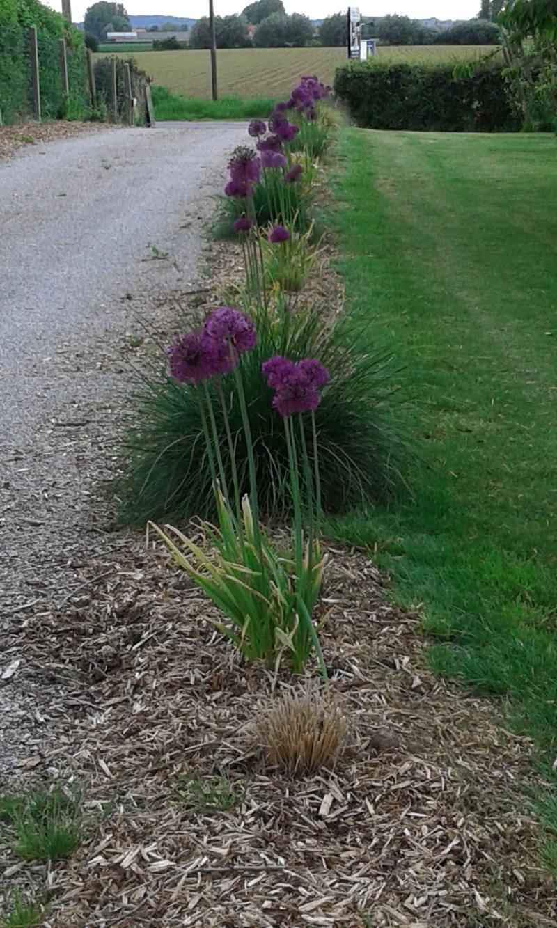 Herbes Folles image