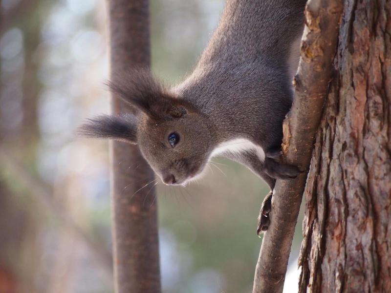 The squirrel's guesthouse Canterbury